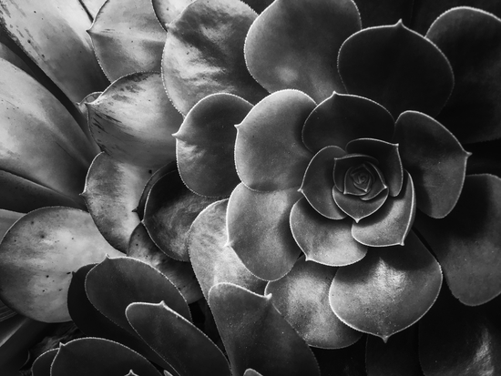 succulent plant texture in black and white by Timmy333