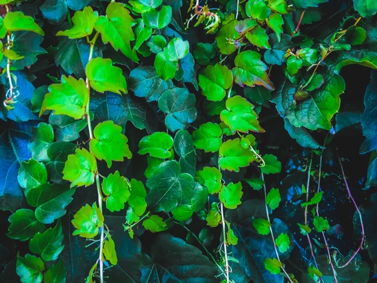 green ivy leaves texture background by Timmy333