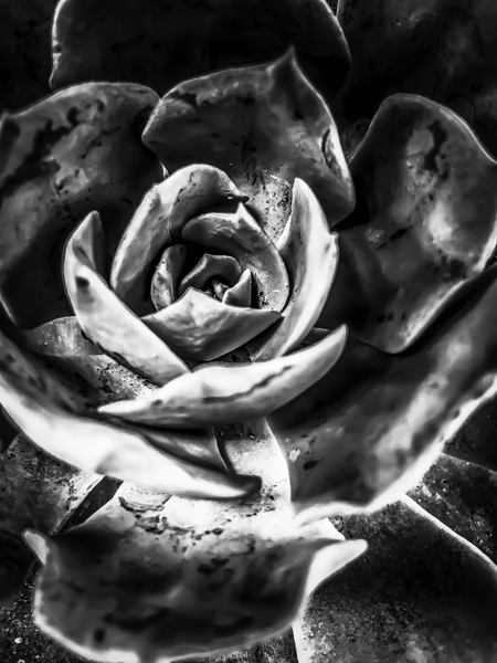 closeup succulent plant in black and white by Timmy333