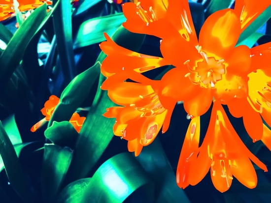 blooming orange Clivia flowers with green leaves background by Timmy333