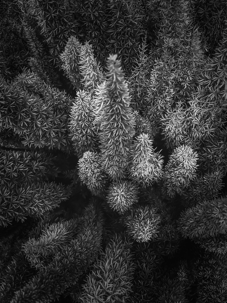 closeup succulent plant garden in black and white by Timmy333