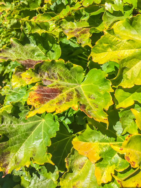 closeup green ivy leaves texture background by Timmy333