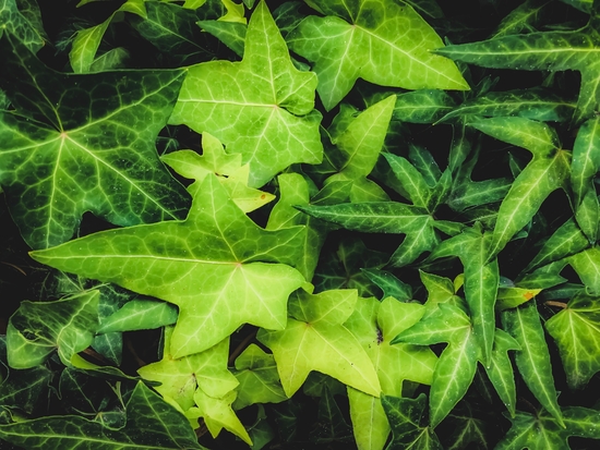 green ivy leaves garden background by Timmy333