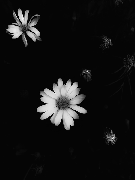 blooming flower garden in black and white by Timmy333