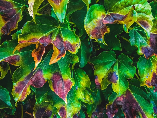 closeup green ivy leaves texture background by Timmy333