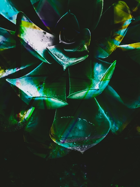 Closeup green succulent plant leaves texture background by Timmy333