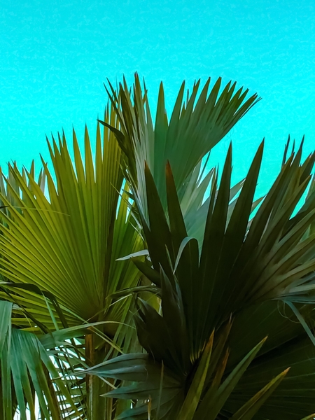 Closeup green palm leaves texture with blue background by Timmy333