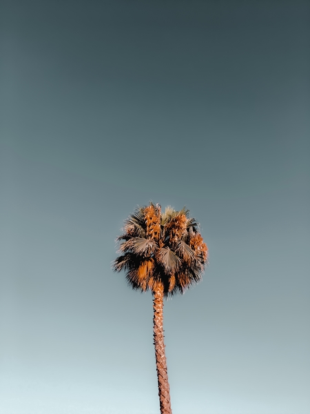 Isolated tropical palm tree in summer with blue sky by Timmy333