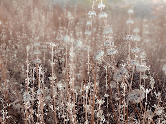 blooming dry flowers with brown dry grass field texture background by Timmy333