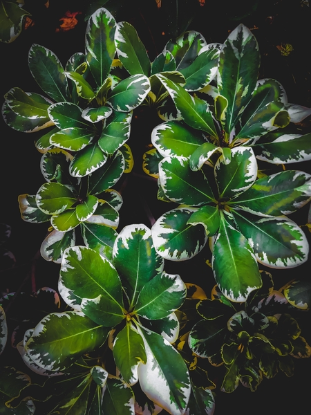 closeup green leaves plant garden texture background by Timmy333