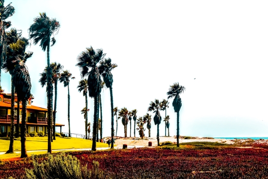 beach and palm tree at Oxnard Beach, California, USA by Timmy333