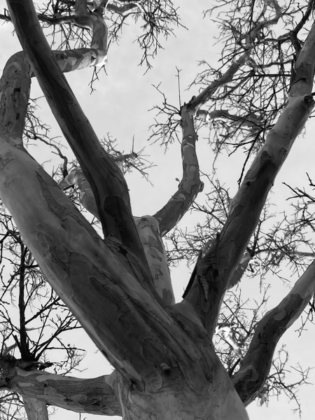 closeup tree branches with clear sky background in black and white by Timmy333