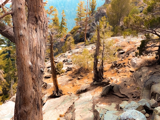 green pine tree at Lake Tahoe California USA by Timmy333