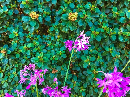 blooming purple flowers with green leaves background by Timmy333