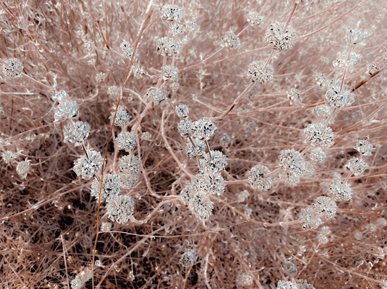 blooming dry flowers with brown dry grass abstract by Timmy333