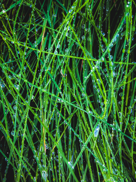 closeup green grass field texture with raindrops by Timmy333