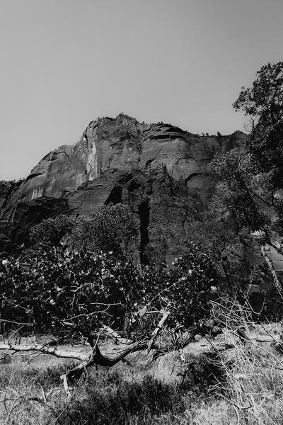 mountain in the forest at Zion national park Utah USA in black and white by Timmy333