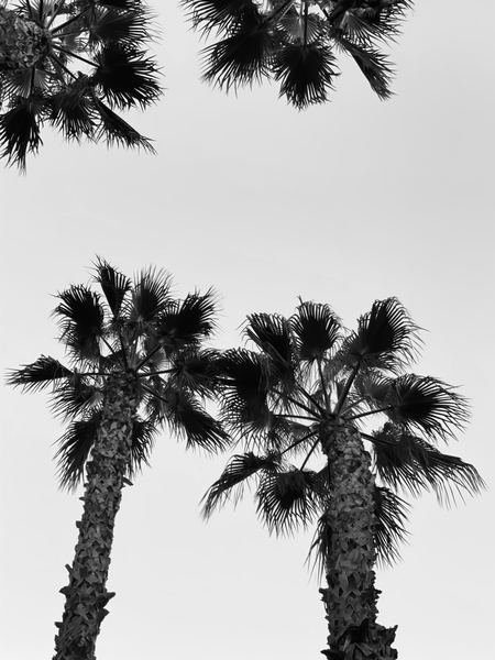 palm tree with clear sky in black and white by Timmy333