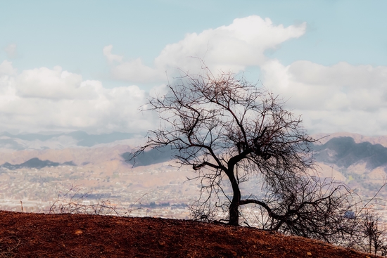 Isolated tree on the mountain with blue cloudy sky from the hiking trail to Hollywood Sign Los Angeles California USA by Timmy333