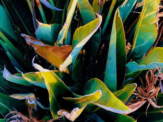 closeup green bird of paradise leaves texture background by Timmy333