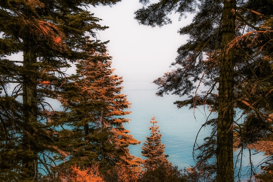 Pine tree and lake view at Emerald Bay Lake Tahoe California USA by Timmy333