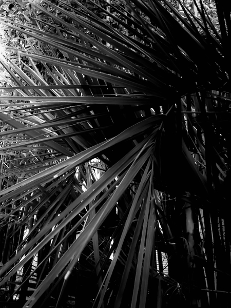 palm leaves texture abstract background in black and white by Timmy333