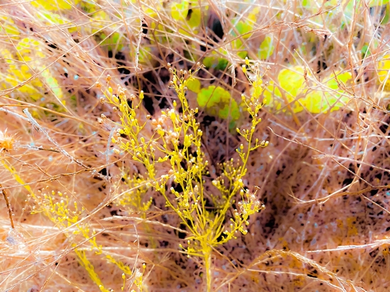 green wildflowers with brown dry grass background by Timmy333