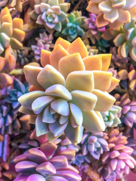 closeup green and pink succulent plant by Timmy333