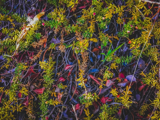 tree roots with green leaves and brown leaves by Timmy333