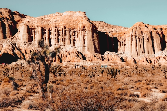 Cactus in the desert at Red Rock Canyon State Park California USA by Timmy333