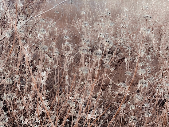 blooming dry flowers with brown dry grass background by Timmy333