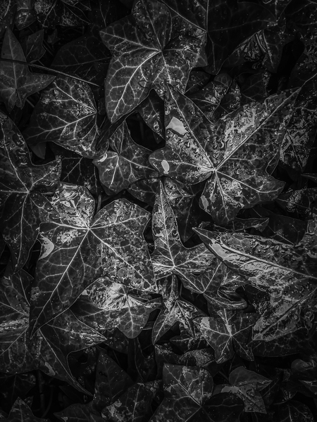 ivy leaves plant texture background in black and white by Timmy333