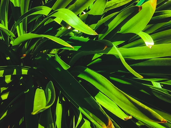 closeup green leaves texture abstract background by Timmy333