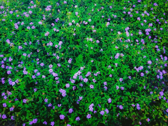 blooming purple flowers garden with green leaves by Timmy333