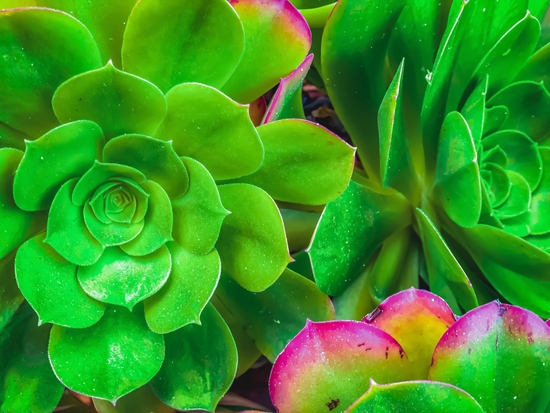 closeup green and pink succulent plant garden by Timmy333