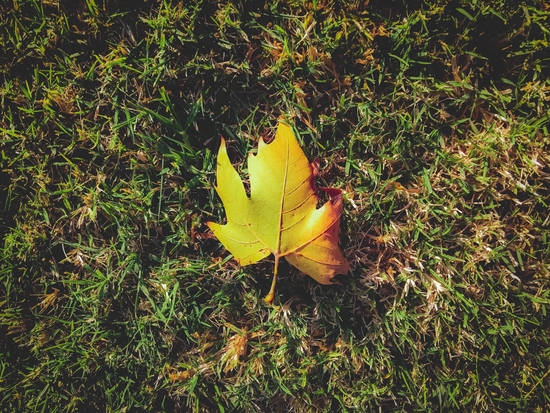 closeup green grass field with green leaf by Timmy333