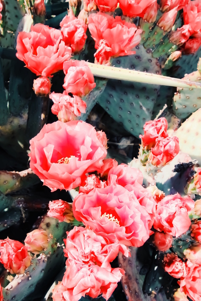 closeup blooming red cactus flower texture background by Timmy333