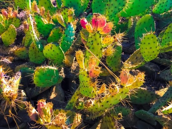 Closeup green and pink cactus garden texture background by Timmy333