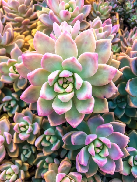 closeup green and pink succulent plant background by Timmy333