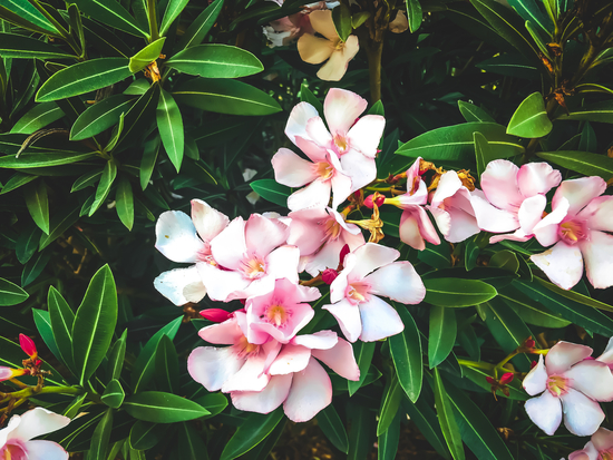 blooming pink flowers with green leaves texture background by Timmy333