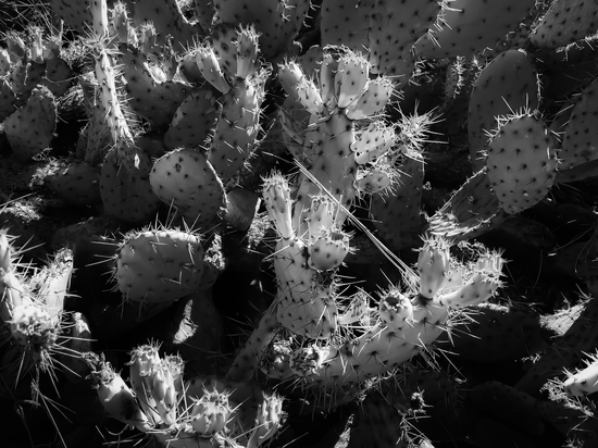 Cactus garden texture background in black and white by Timmy333