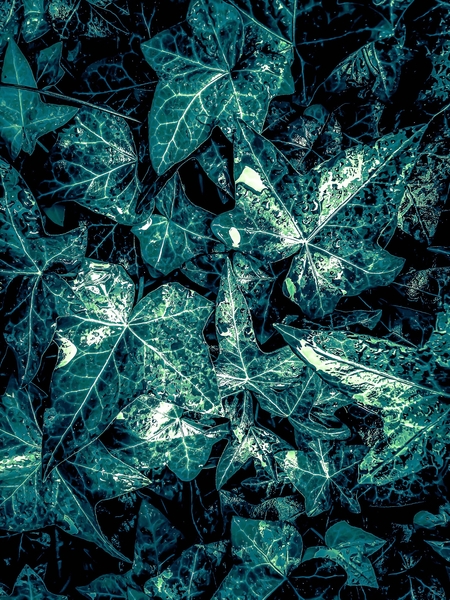 closeup green leaves texture background by Timmy333