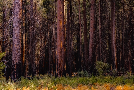 pine tree at Yosemite national park California USA by Timmy333