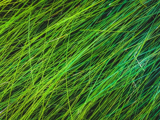 green grass field texture abstract background by Timmy333