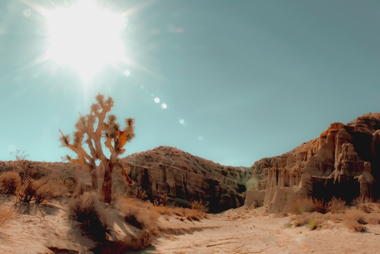 Desert and cactus with summer sunlight at Red Rock Canyon State Park California USA by Timmy333