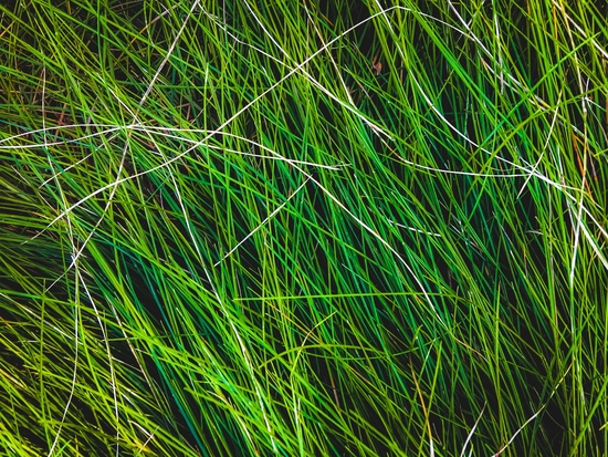 closeup green grass field texture background by Timmy333