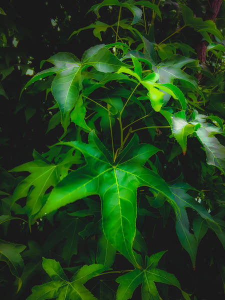 closeup green leaves plant texture background by Timmy333