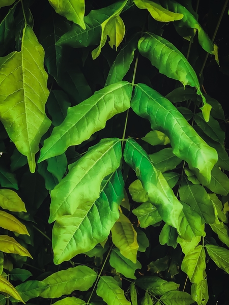 green leaves texture background by Timmy333