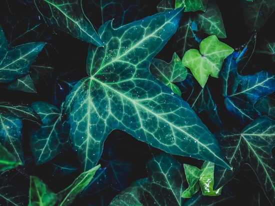 closeup green ivy leaves background by Timmy333