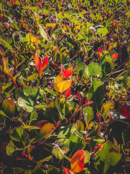 green leaves and orange leaves texture background by Timmy333